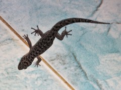 Dixonius