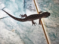 Dixonius