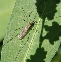 Symplecta
