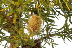 Banksia aemula