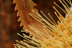 Banksia aemula