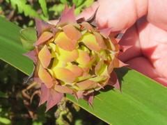 Liparia splendens splendens