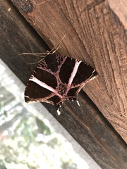 Coronidia orithea