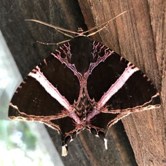 Coronidia orithea