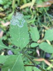 Phytoliriomyza