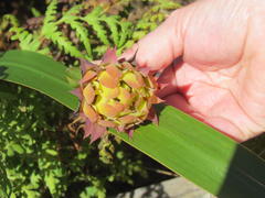 Liparia splendens splendens