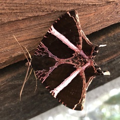 Coronidia orithea