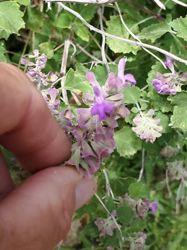 Image of Salvia pinguifolia by no rights reserved