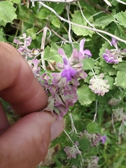 Salvia pinguifolia