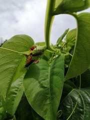Anisoscelis foliaceus