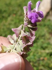 Salvia pinguifolia