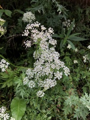 Conioselinum morrisonense