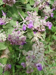 Salvia pinguifolia