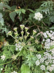Conioselinum morrisonense