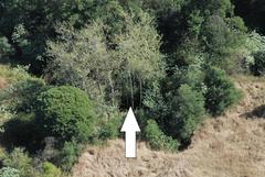 Populus × canescens