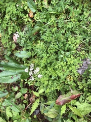 Conioselinum morrisonense
