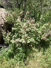 Salvia pinguifolia