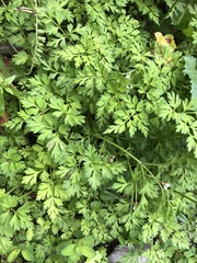 Conioselinum morrisonense