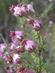 Eriocephalus purpureus