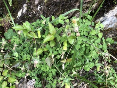 Codonopsis kawakamii