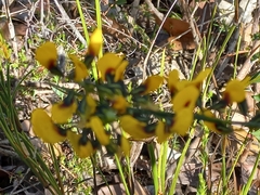 Sphaerolobium alatum