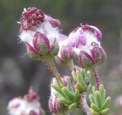Eriocephalus purpureus