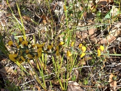 Sphaerolobium alatum