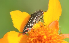 Acmaeodera mudgei