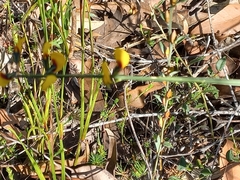 Sphaerolobium alatum