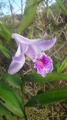 Sobralia rosea
