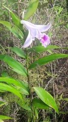 Sobralia rosea