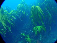 Laminaria pallida