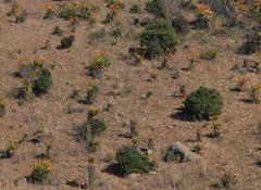 Aloe marlothii marlothii