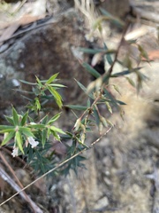 Styphelia setigera