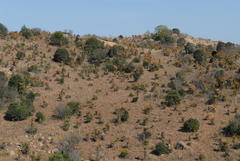Aloe marlothii marlothii