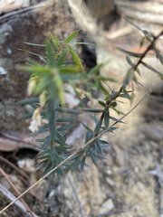 Styphelia setigera