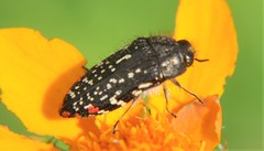 Acmaeodera mudgei