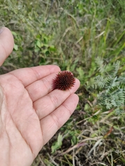 Echinacea angustifolia