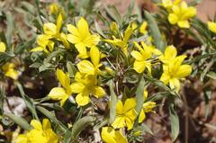 Barleria dinteri