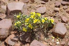 Barleria dinteri