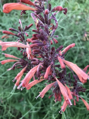 Threadleaf Giant Hyssop (Agastache rupestris)