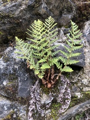 Dryopteris komarovii