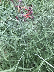 (c) brettaugust, some rights reserved (CC BY) Agastache rupestris, photograph (c) brettaugust, some rights reserved (CC BY)