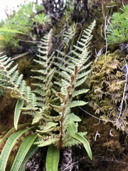 Dryopteris komarovii