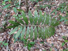 Zamia prasina