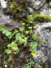 Ranunculus taisanensis