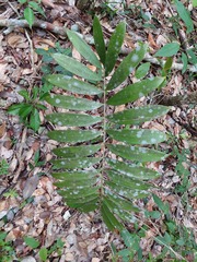 Zamia prasina