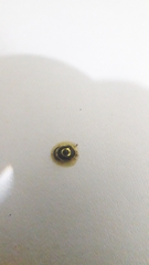 Ischnocodia annulus