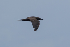 Anous stolidus galapagensis