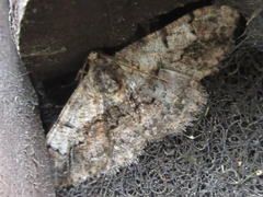 Satoblephara parvularia